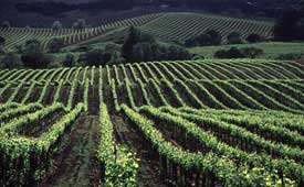 Sonoma
