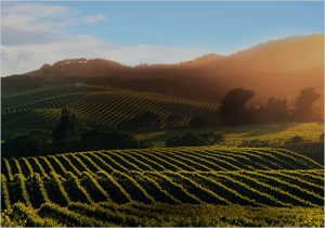 Saint Helena Photography and Videography